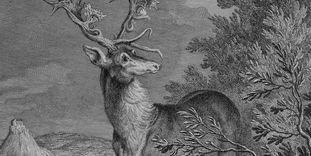 Illustration of a stag in Kirchheim Forest.
