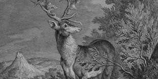 Illustration of a stag in Kirchheim Forest.