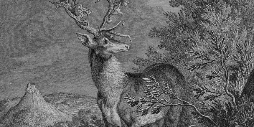 Illustration of a stag in Kirchheim Forest.