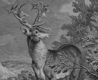 Illustration of a stag in Kirchheim Forest