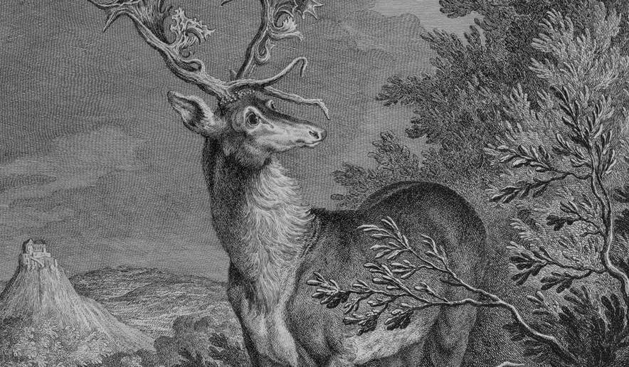 Illustration of a stag in Kirchheim Forest